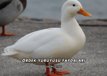 Ördek Yürüyüşü Faydaları