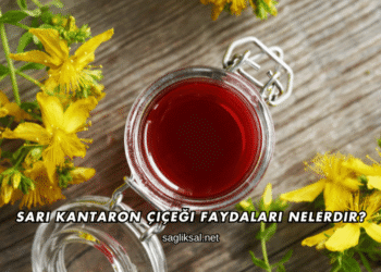 Sarı Kantaron Çiçeği Faydaları Nelerdir?